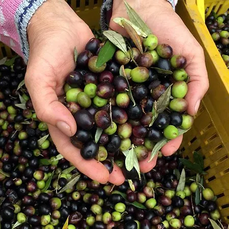 Podere Giovanni Farma Castagneto Carducci